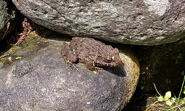 japanese wrinkled frog on the factory grounds