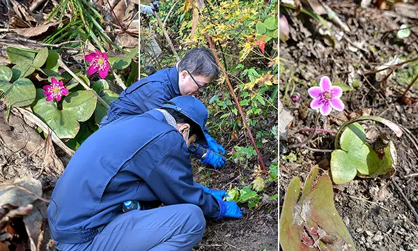 Volunteers planting yukiwariso and the flowers in bloom