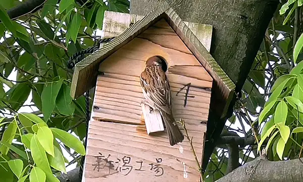 nest box on a tree in the factory grounds