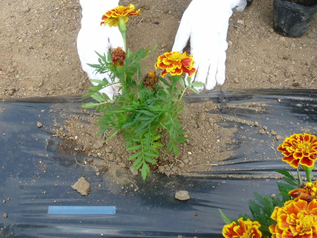 マリーゴールドの花を植えている様子